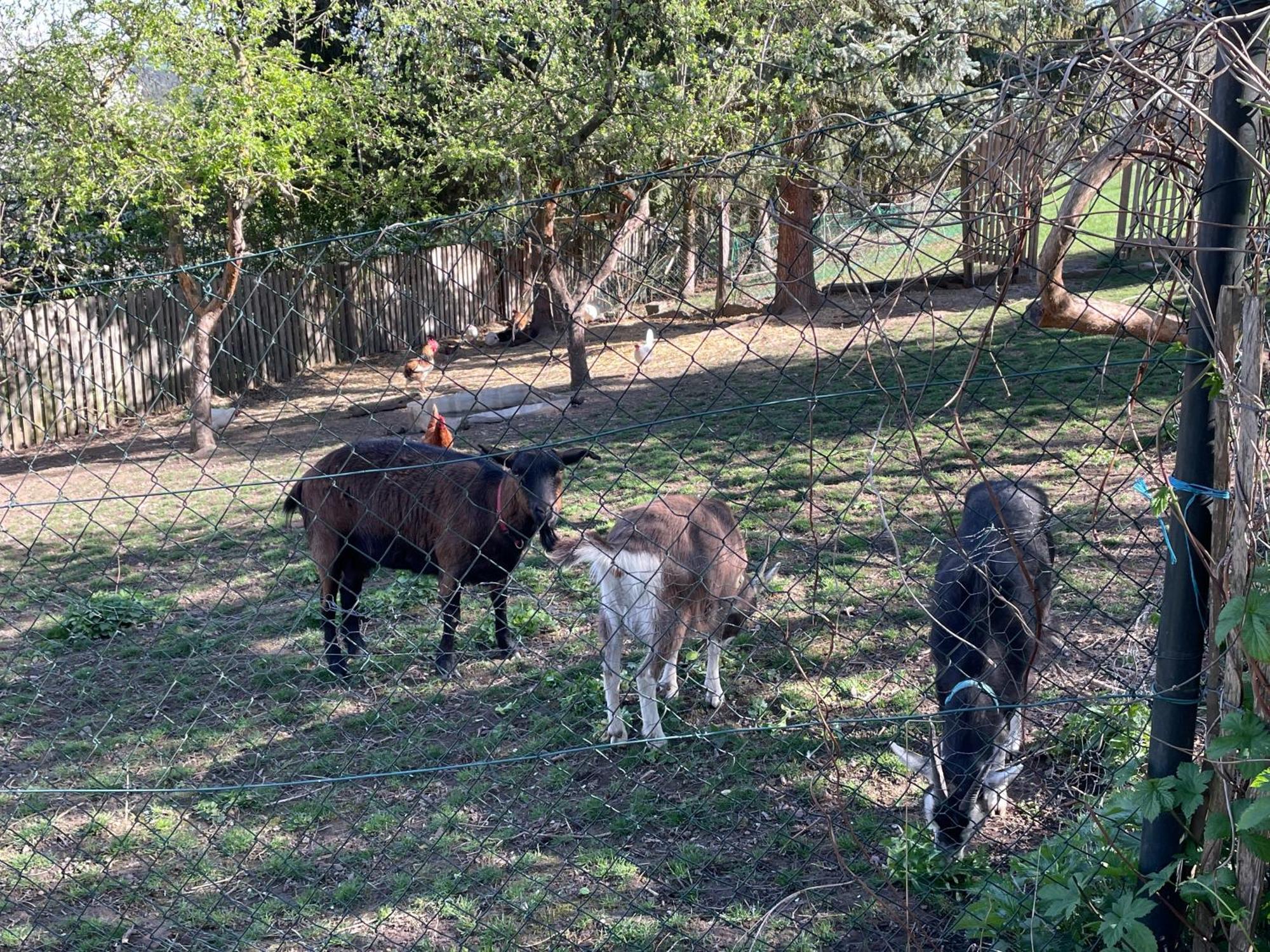 Ferienhof"Waldesel Rippersroda" מראה חיצוני תמונה